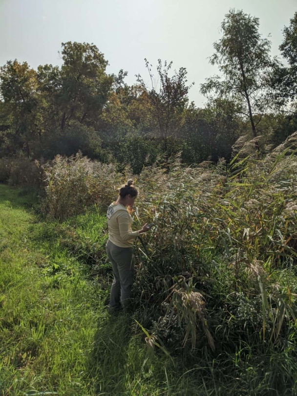 nvasive Species Coordinator Katie Sickmann during monitoring efforts. (Photo Credit: Jeremiah Walters, Wild Rivers Conservancy)