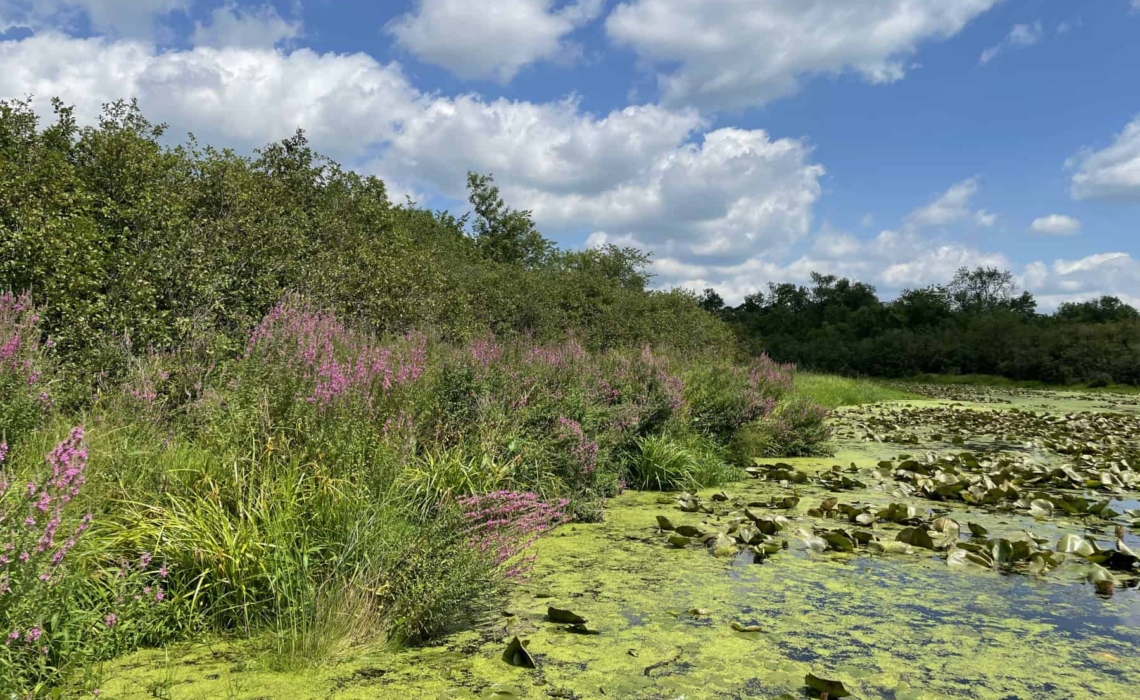 Purple Loosestrife blooms around a wetland. Photo by Katie Sickmann