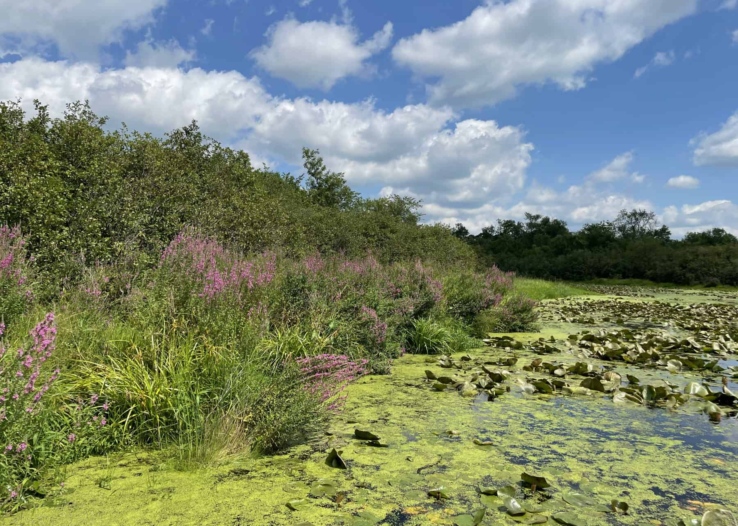 Purple Loosestrife blooms around a wetland. Photo by Katie Sickmann