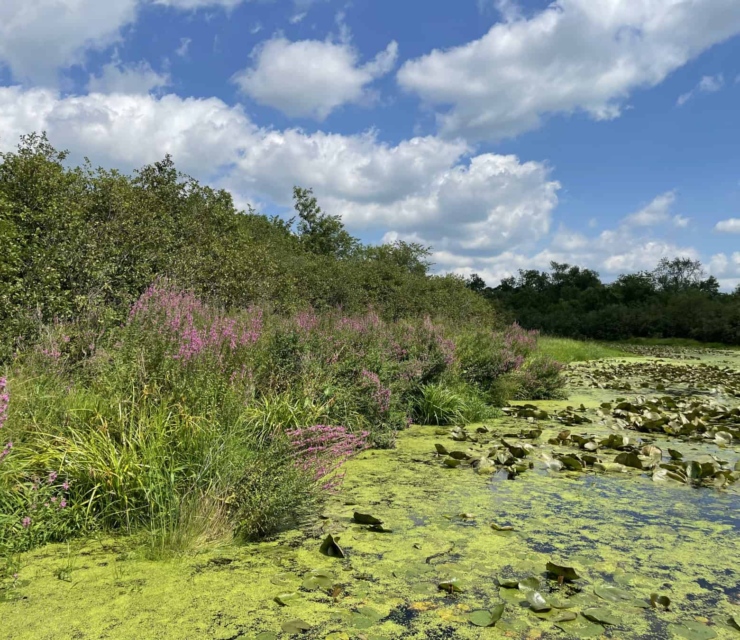 Purple Loosestrife blooms around a wetland. Photo by Katie Sickmann