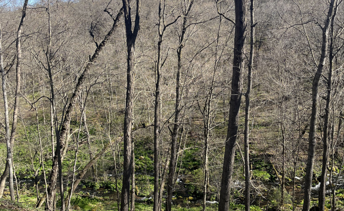 Ridge View Trail - Osceola Loop