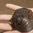 A person holds a winged mapleleaf mussel.