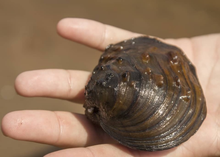 A person holds a winged mapleleaf mussel.