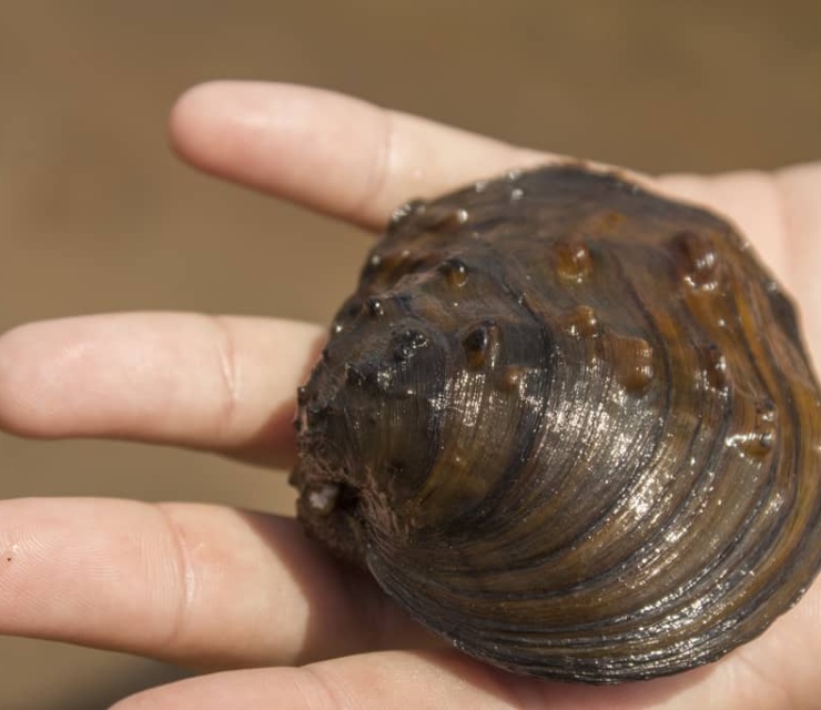 A person holds a winged mapleleaf mussel.