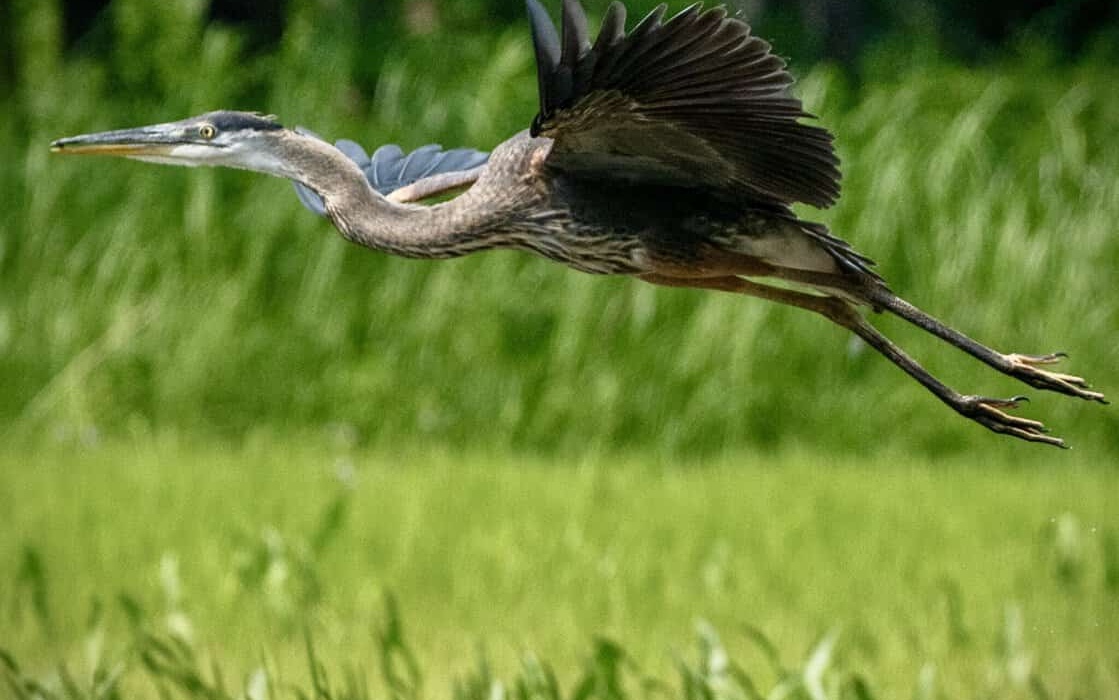 A great blue heron takes flight