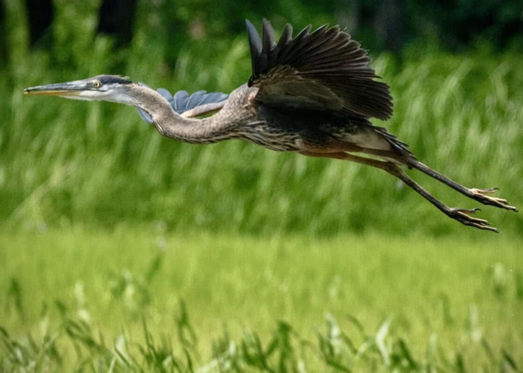 A great blue heron takes flight