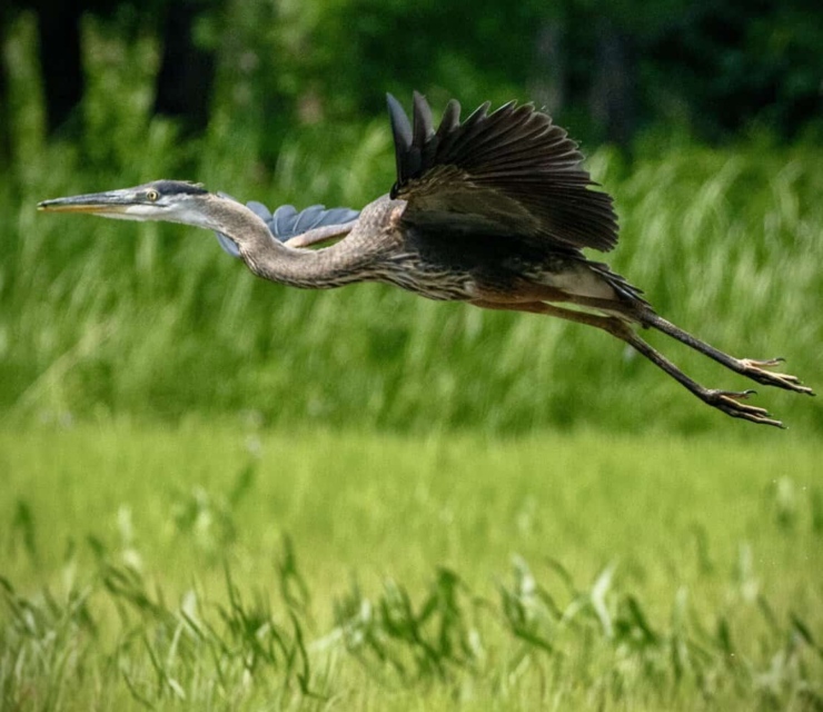 A great blue heron takes flight