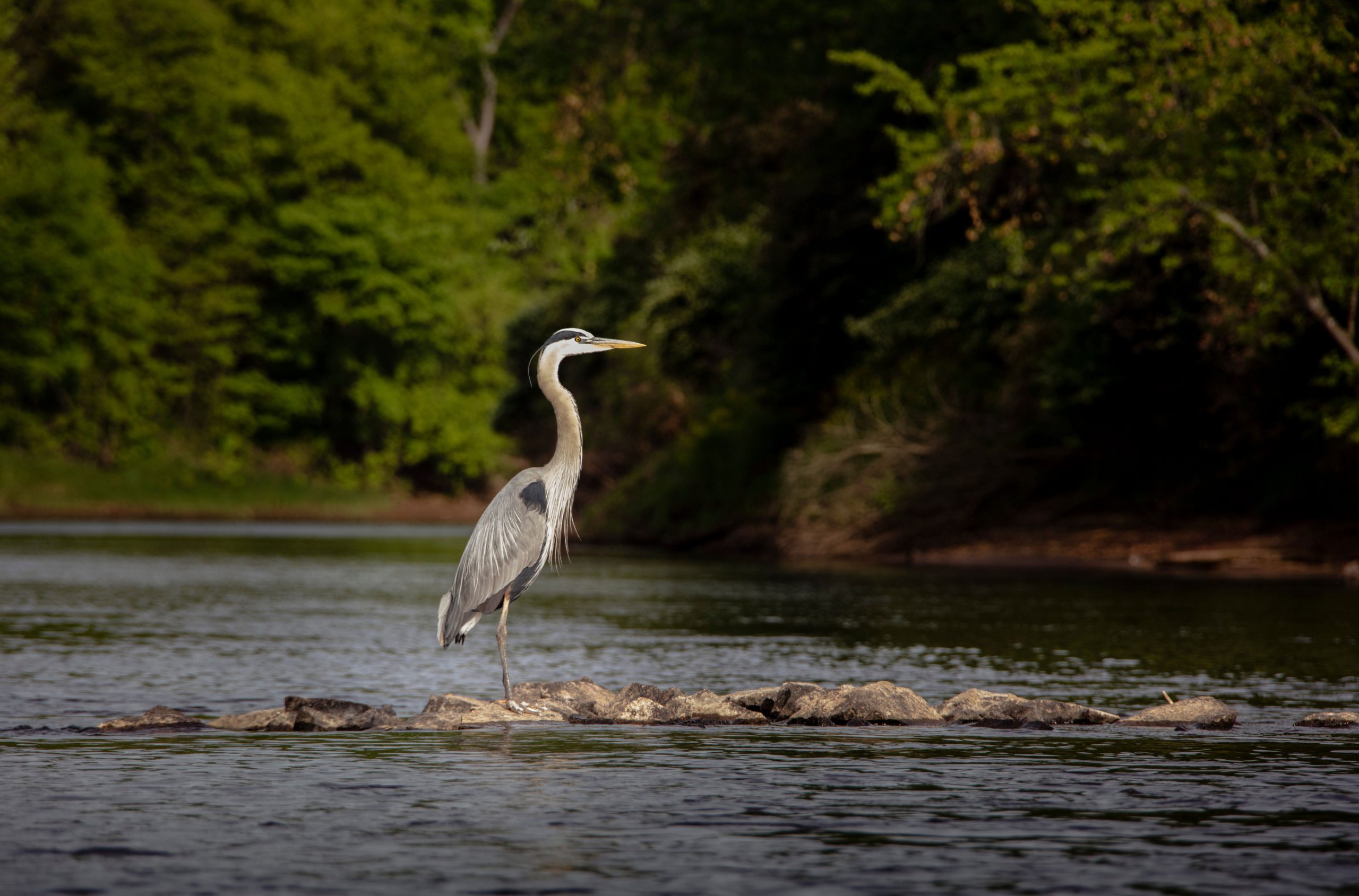heron in a river (flipped from original)