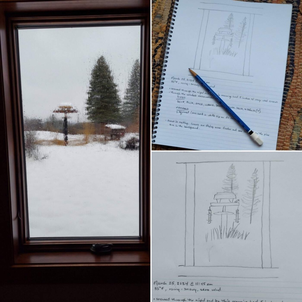 windowphenology