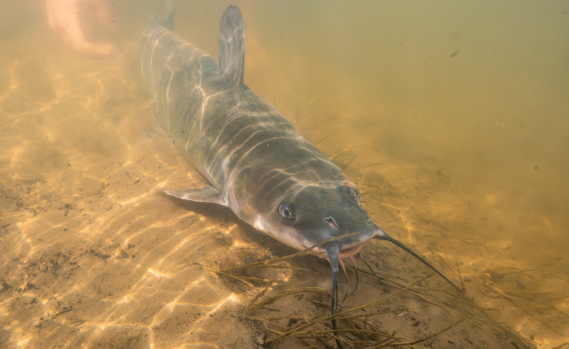 a underwater shot of a channel catfish being released back into the river