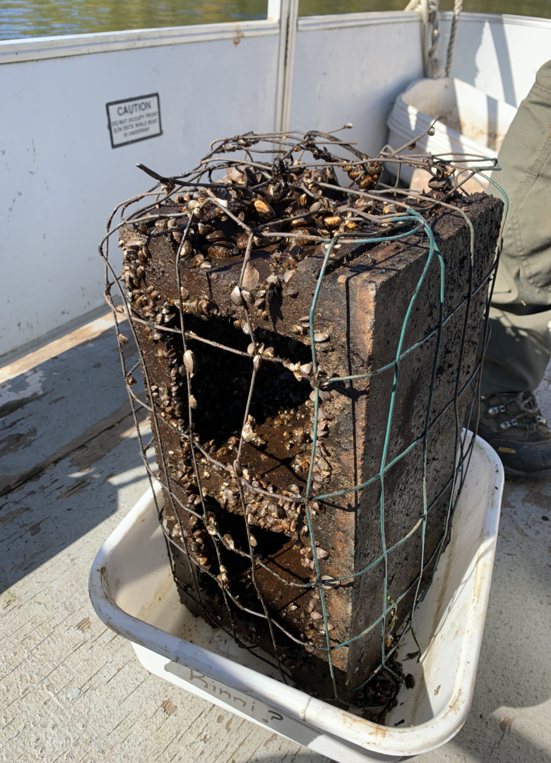 A cinder block sample is removed from a body of water. Wild Rivers Conservancy staff will count measure the amount of zebra mussels attached to it to estimate population density.