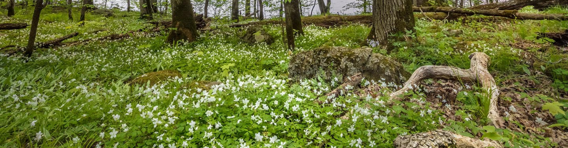 an image of a green woodland area with the forest floor covered in spring ephemerals