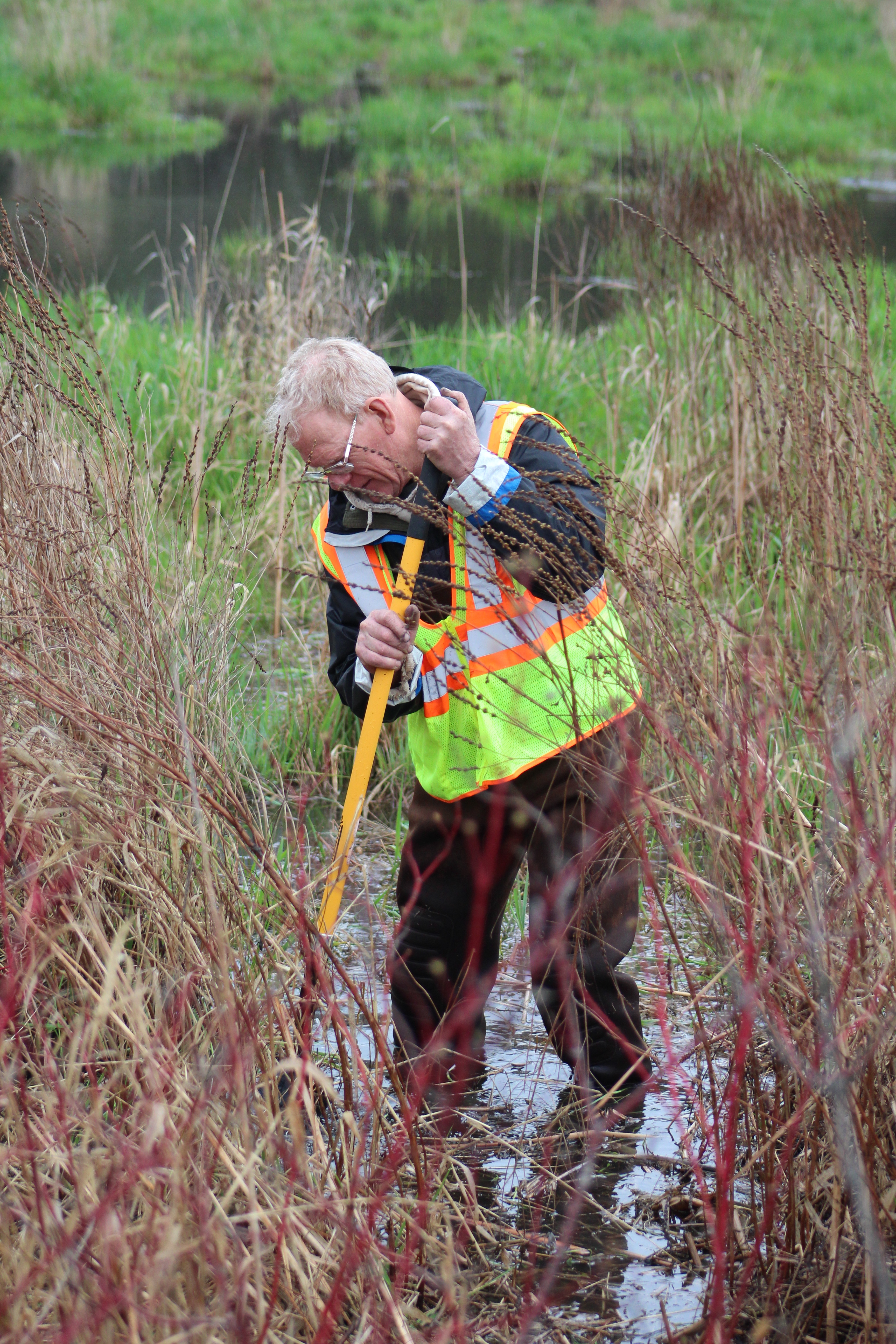 A volunteer digs a purple rootstock plant from a marshy area to be used as a rearing plant for bio-control beetles.