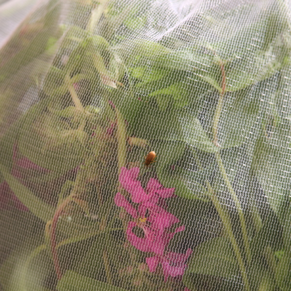A purple loosetrife plant sits under mesh netting during the beetle rearing phase of the project