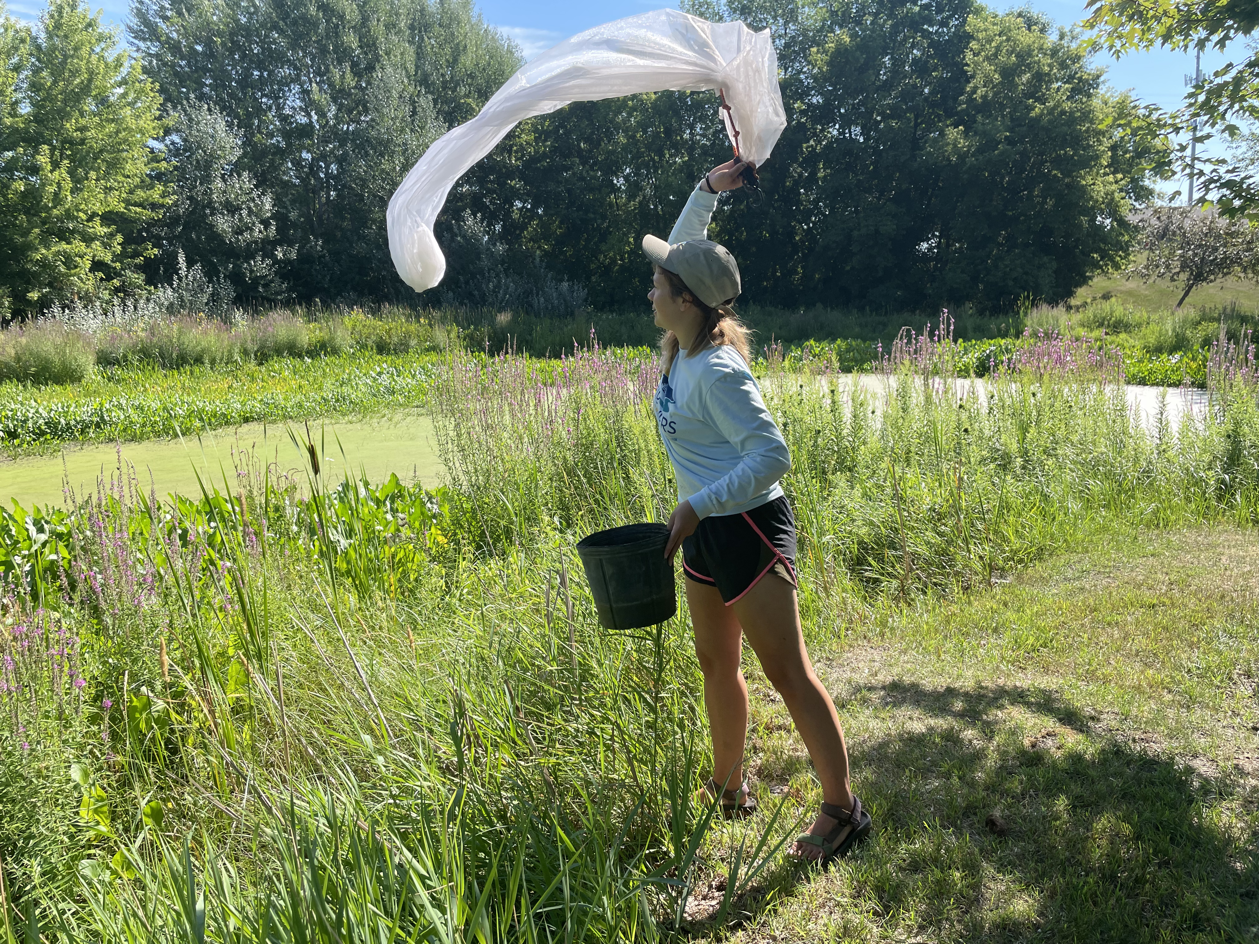 A volunteer release bio-control beetles