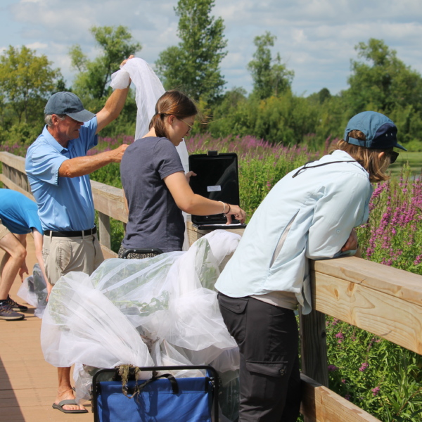 Volunteers and Wild Rivers Conservancy Staff release beetles