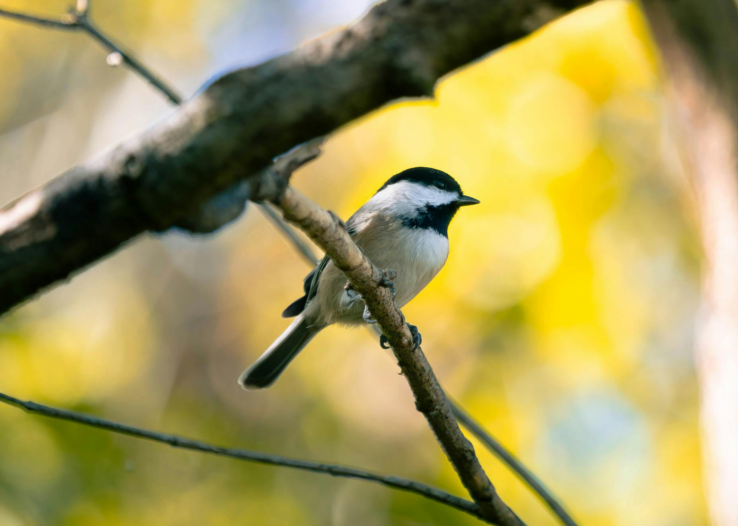 A black-capped chickadee perches on a branch