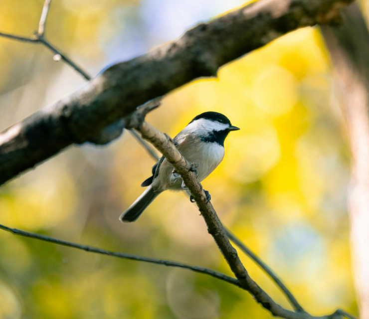 A black-capped chickadee perches on a branch