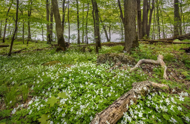 an image of a green woodland area with the forest floor covered in spring ephemerals