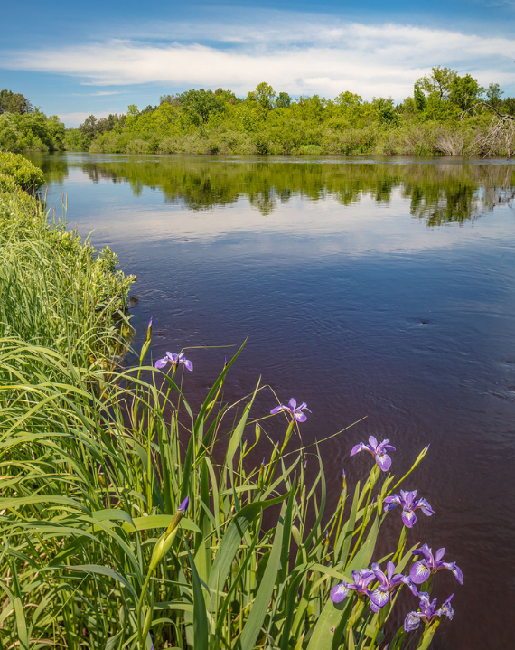 Blue iris flowers line the banks of the Namekagon River