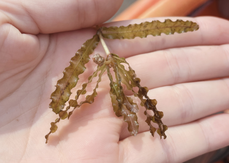 Curly-leaf pondweed