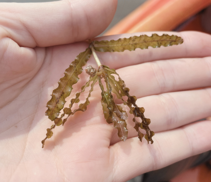 Curly-leaf pondweed