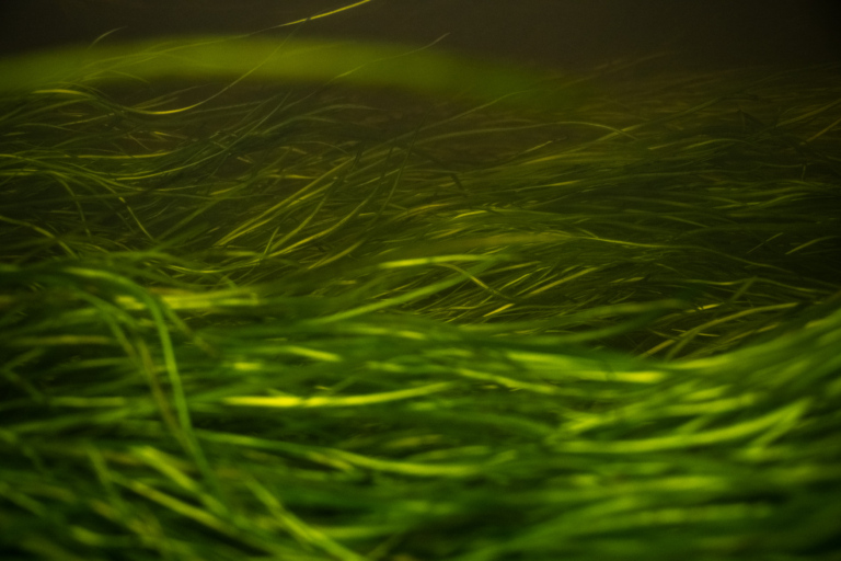 Green river grass flows in an underwater shot
