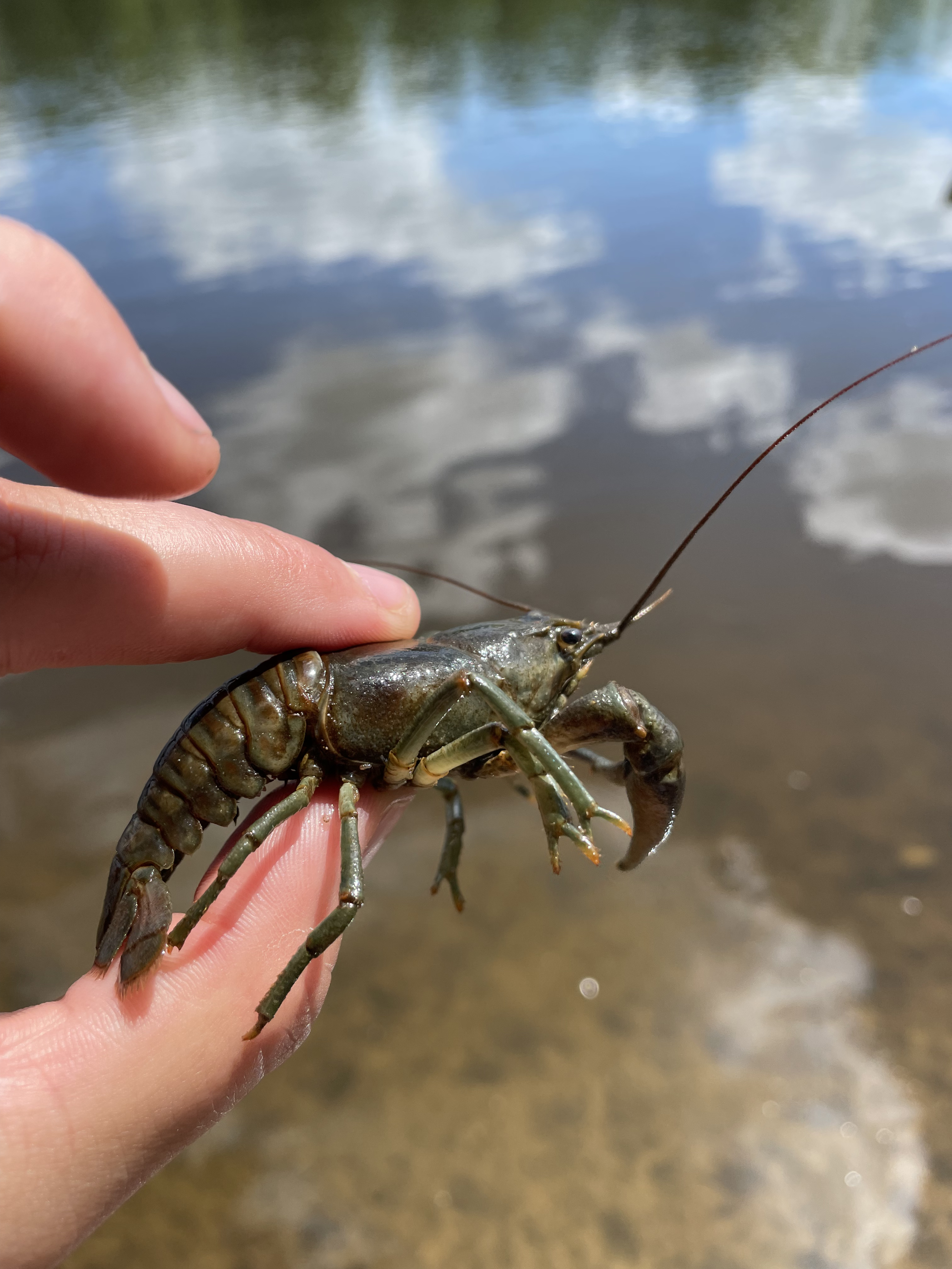 A rusty crayfish caught in the Kettle River in Pine County, MN. 