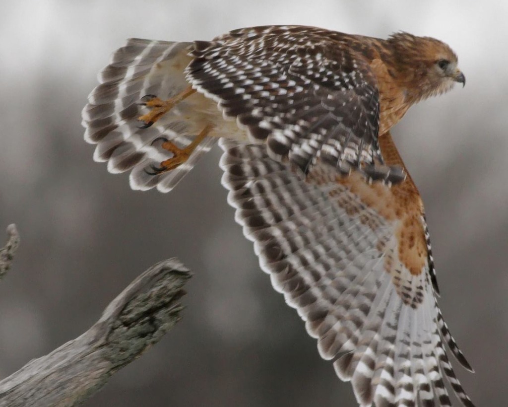 red shouldered hawk flying through a gray sky