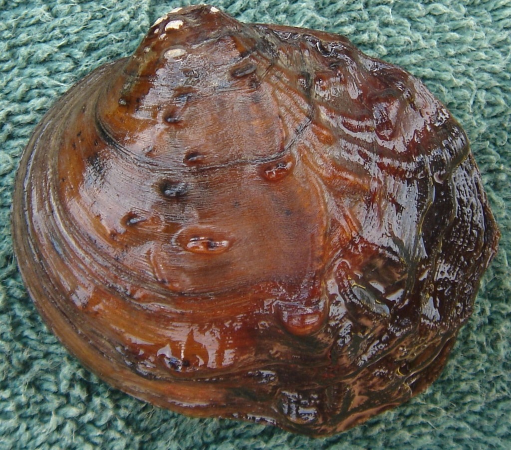 a winged mapleleaf mussel out of the water