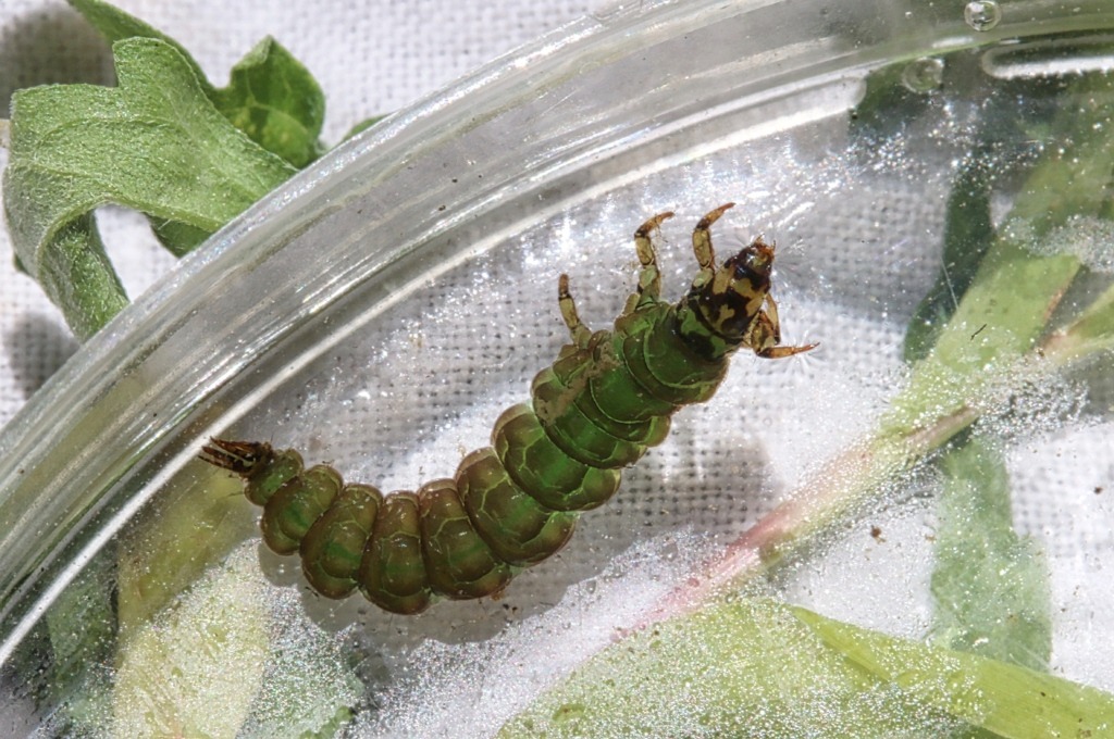 Freeliving caddisfly larva, Rhyacophila fuscula. Photo: Source Freeliving caddisfly larva, Rhyacophila fuscula. By Bob Henricks