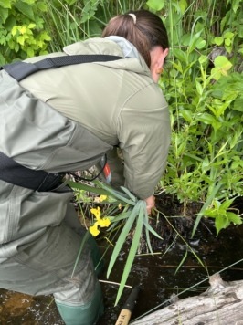 an intern in waders removes yellow flag iris from a riverbank