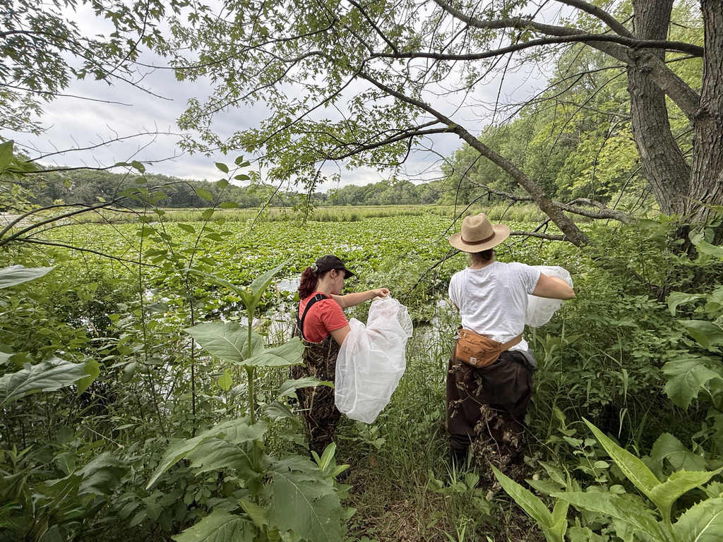 Beetle parent volunteers releasing Galerucella beetles at Maplewood Nature Center.
Photo Credit: Abby Tekiela, South Washington Watershed District