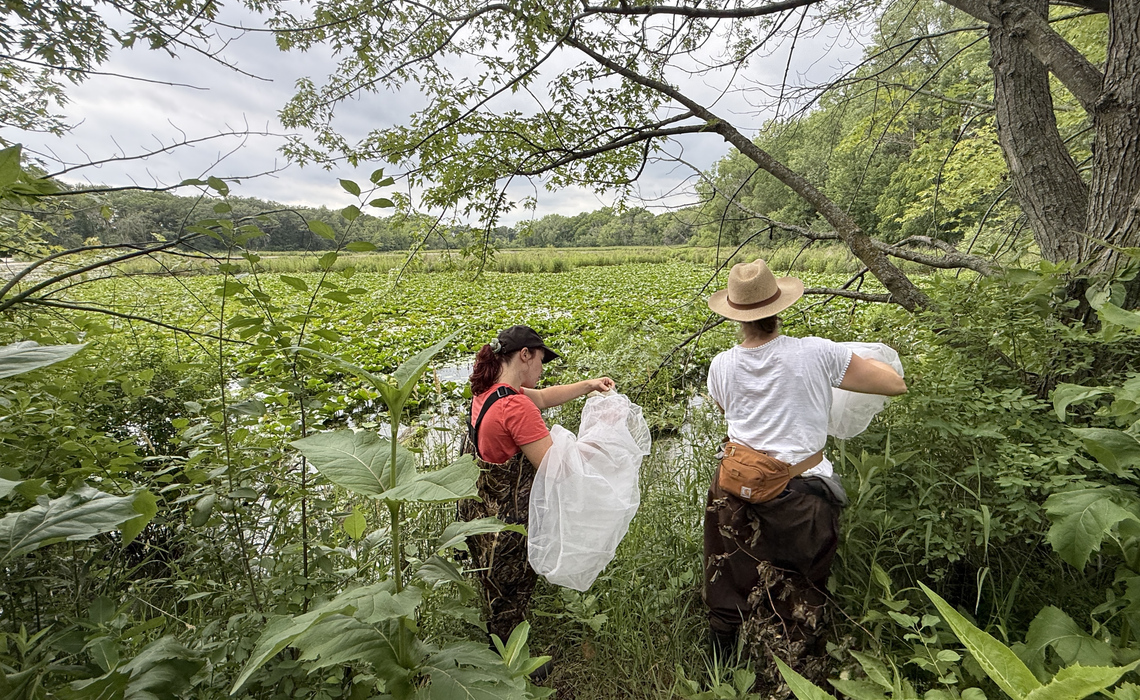 Beetle parent volunteers releasing Galerucella beetles at Maplewood Nature Center. Photo Credit: Abby Tekiela, South Washington Watershed District