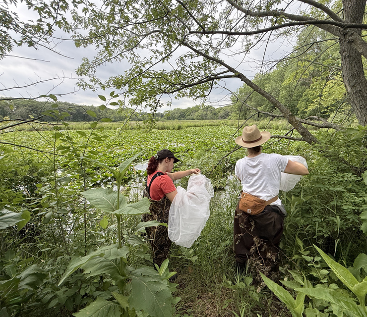 Beetle parent volunteers releasing Galerucella beetles at Maplewood Nature Center. Photo Credit: Abby Tekiela, South Washington Watershed District